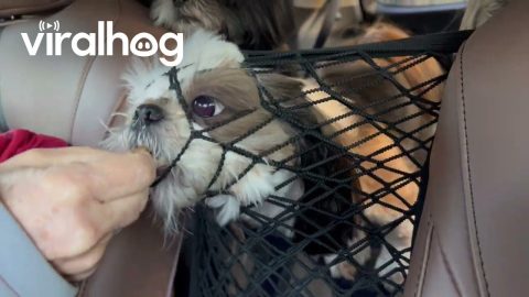 Shih Tzu Smushes Face Through Mesh Barrier for Treat || ViralHog