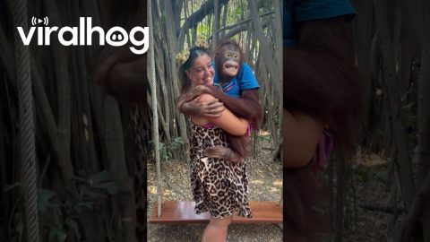 Gentle Orangutan Kisses || ViralHog