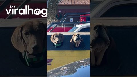 Truck Bed of Good Boys || ViralHog