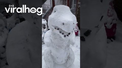 T-Rex Made of Snow || ViralHog