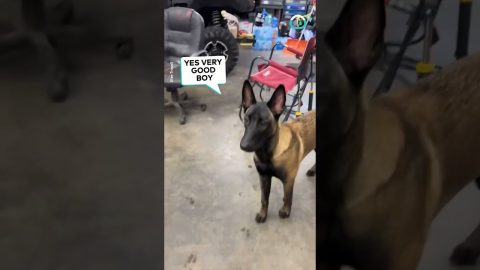 8-month-old Pup is Strong Willed || ViralHog