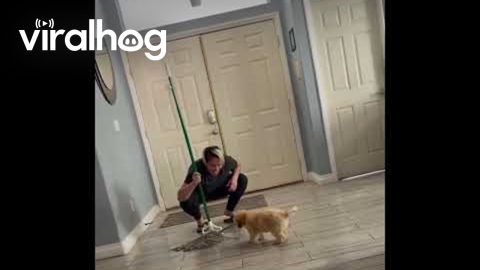 Puppy Helps Clean the Floor || ViralHog