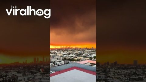 Los Angeles Fires Viewed From Hollywood Rooftop || ViralHog