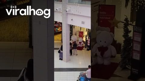 Stranger Helps Man Take an Adorable Photo of His Dog || ViralHog