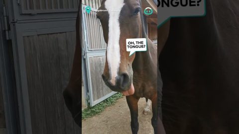 Horse Missing Teeth Has Floppy Tongue || ViralHog