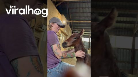 Foal Can't Resist Delicious Baseball Cap || ViralHog