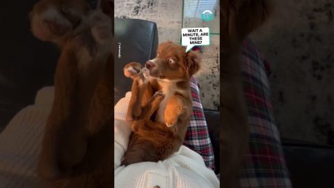 Confused Pup Discovers Paws || ViralHog