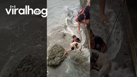 Guys Rescue Dog Trapped on Rocky Shore || ViralHog