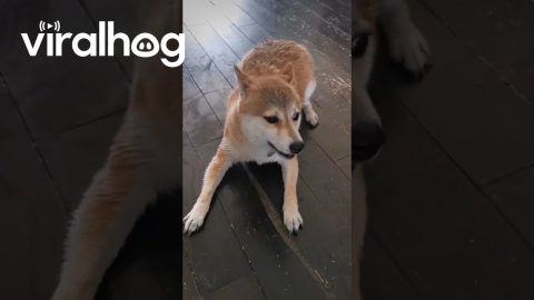Hachi Has Some Things to Say || ViralHog