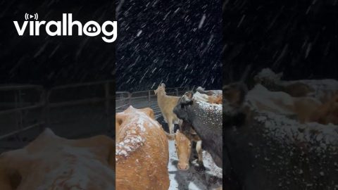 Cows Marvel At Falling Snow || ViralHog