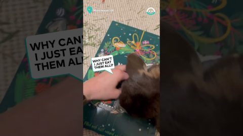 Bunny Gets Ahead Of Treat Advent Calendar || ViralHog
