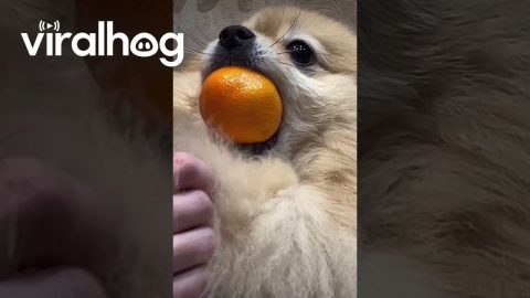 If Ball Shaped Why Not Ball || ViralHog