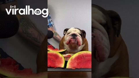 English Bulldog Slurps Down Watermelon || ViralHog