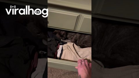 Missing Cat Found Sleeping In Drawer || ViralHog