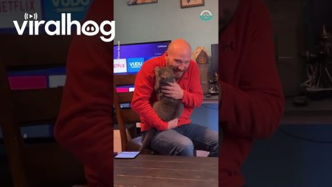 Clingy Cat Loves Her Owner || ViralHog