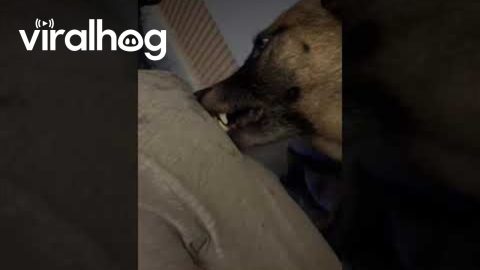Malinois Love Nibbles || ViralHog