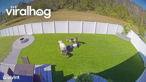 Playful Dogs Tackle Owner From Behind || ViralHog