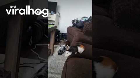 Family of Guinea Pigs Jump From Couch || ViralHog