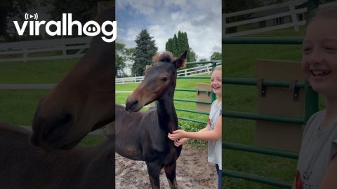 Colt Loves A Good Scratch || ViralHog