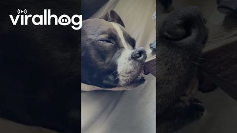 Dog Sleeps With Nose Pressed Against Night Stand || ViralHog