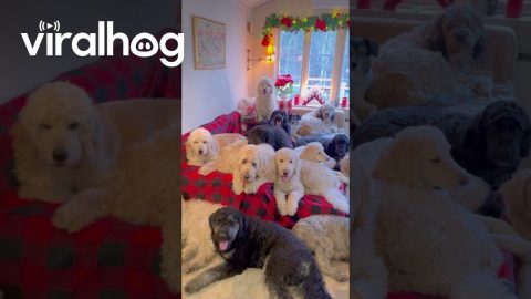 Santa Cottage Full Of Dogs || ViralHog