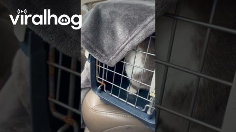 Cat Vocally Angry About Crate || ViralHog