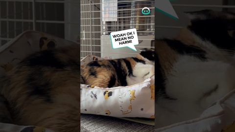 Rabbit Bullies Cat from Bed || ViralHog
