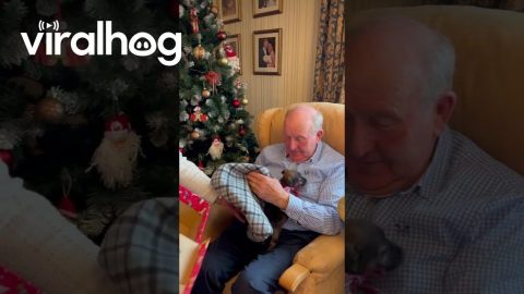 Grandpa Surprised With Puppy For Christmas || ViralHog