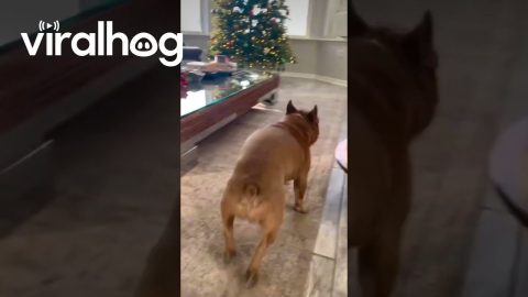 French Bulldog Zooms Around Coffee Table || ViralHog