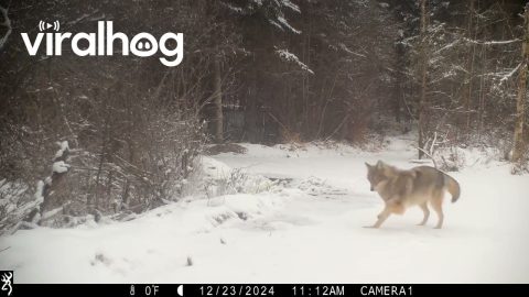 Coyote Zoomies Captured on Trail Cam || ViralHog