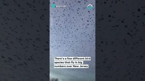 New Jersey Bird Migration || ViralHog