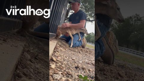 Couple Work To Save Fawn Rubbed Raw By Gate || ViralHog