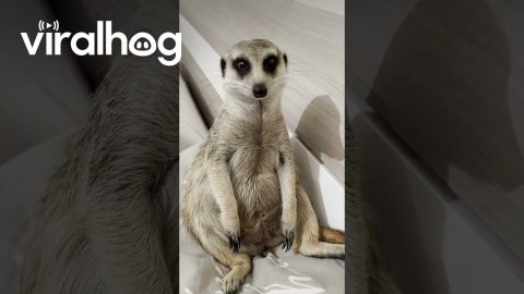 Showing Love to a Meerkat || ViralHog