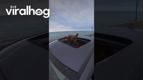 Dog Enjoys the Air on 7-Mile Bridge || ViralHog