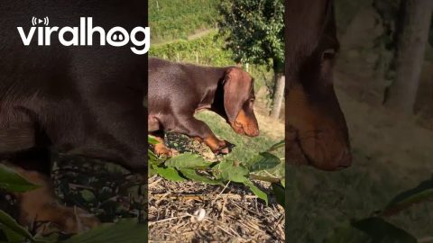 Sausage Dog Tumbles Sideways Down Slope || ViralHog