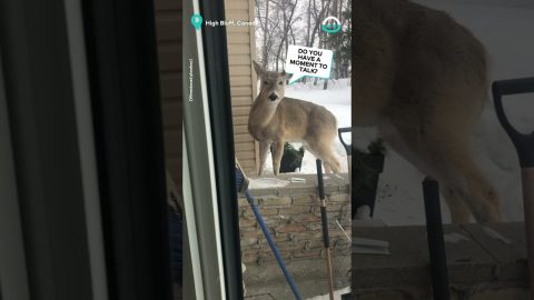 Deer knocks on your door || ViralHog