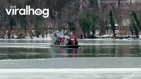 Crews Work Together To Rescue Deer On Frozen River || ViralHog
