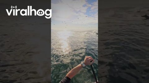 Paddleboarding With Dolphins || ViralHog