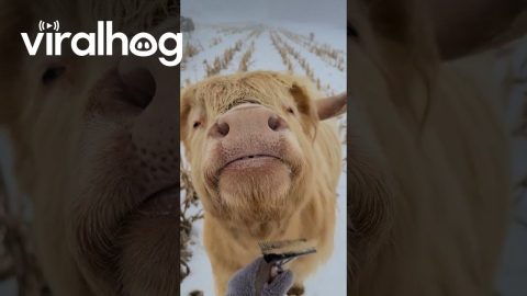 Brushing Out A Sweet Highland Cow || ViralHog