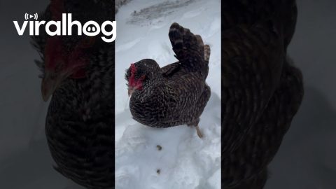 Chicken Protests Snows by Tackling Owner || ViralHog