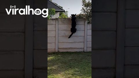 Dog Decides To Take Himself To Grandma's House || ViralHog