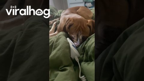 Boxer Listens To Baby Heartbeat Monitor || ViralHog