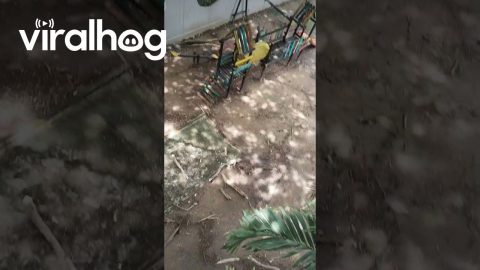 Headbanging Lizard Breaks Tree Branch || ViralHog