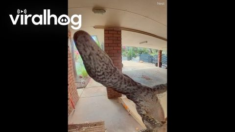 Little Lizard Triggers Doorbell Camera || ViralHog