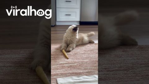 Cannoli The Golden Puppy Versus A Carrot || ViralHog