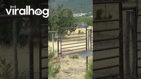 Weirdly Vibrating Gate || ViralHog