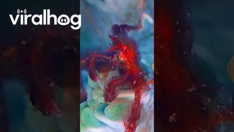 Orangutan Crab Hairs Gently Float In Sea Current Breeze || ViralHog