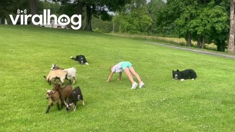 Goat Herding Trick || ViralHog