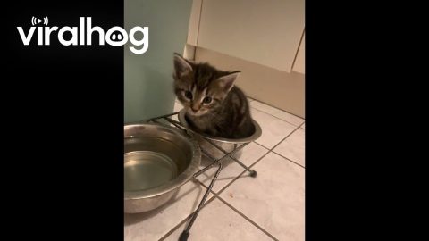Kitten Sits In Food Bowl To Drink Water || ViralHog