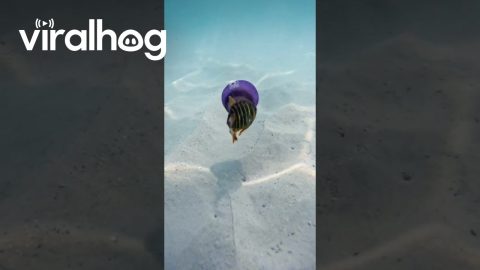 Fish Swims Inside a Jellyfish || ViralHog